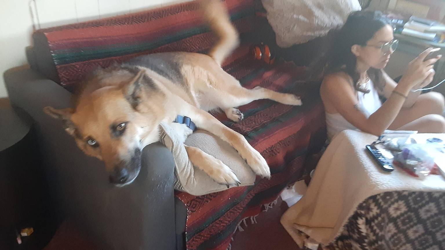 Dog receiving calm, patient care